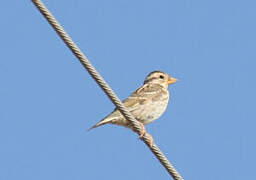 Rock Sparrow