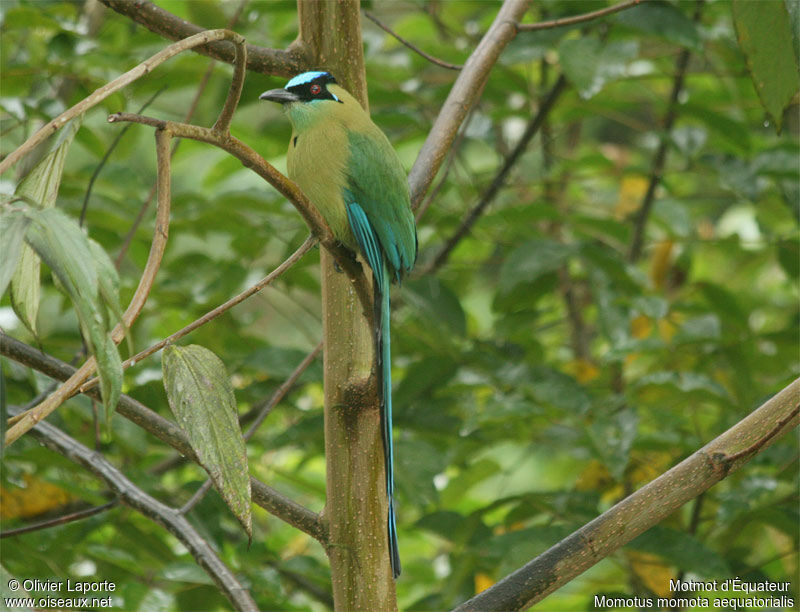 Motmot d'Équateur