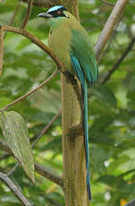 Motmot d'Équateur