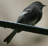 Black Phoebe