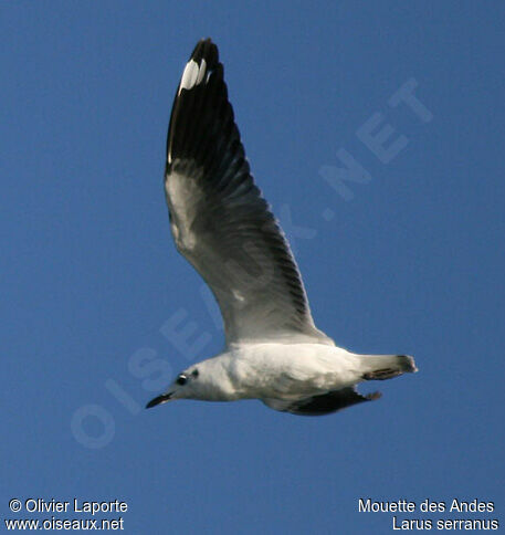 Mouette des Andes