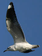 Mouette des Andes