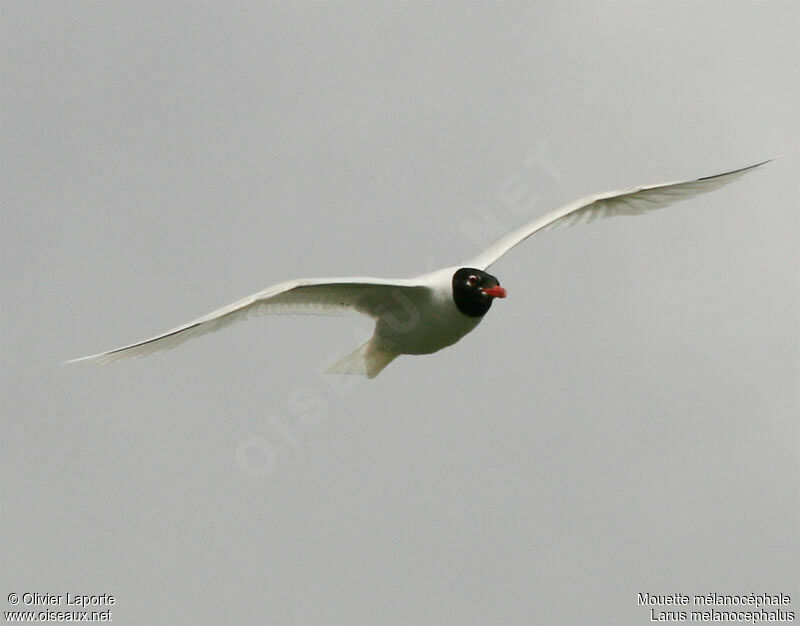 Mediterranean Gulladult breeding