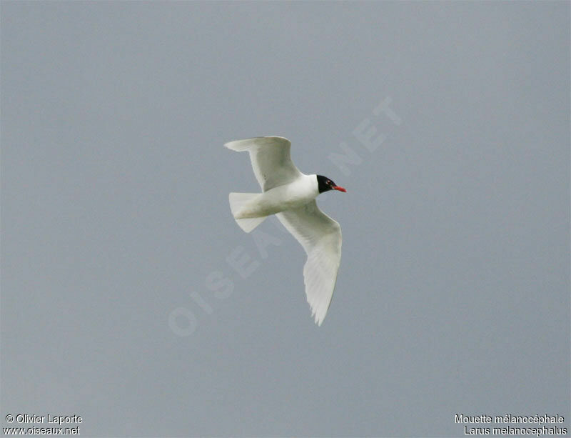 Mouette mélanocéphaleadulte nuptial