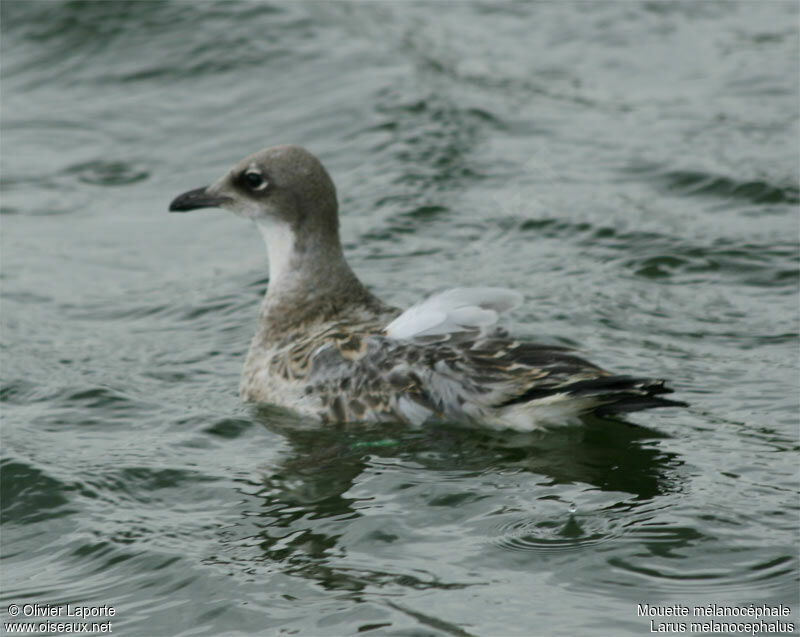 Mouette mélanocéphalejuvénile