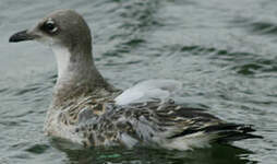 Mouette mélanocéphale