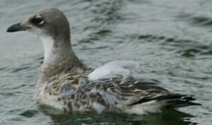 Mouette mélanocéphale