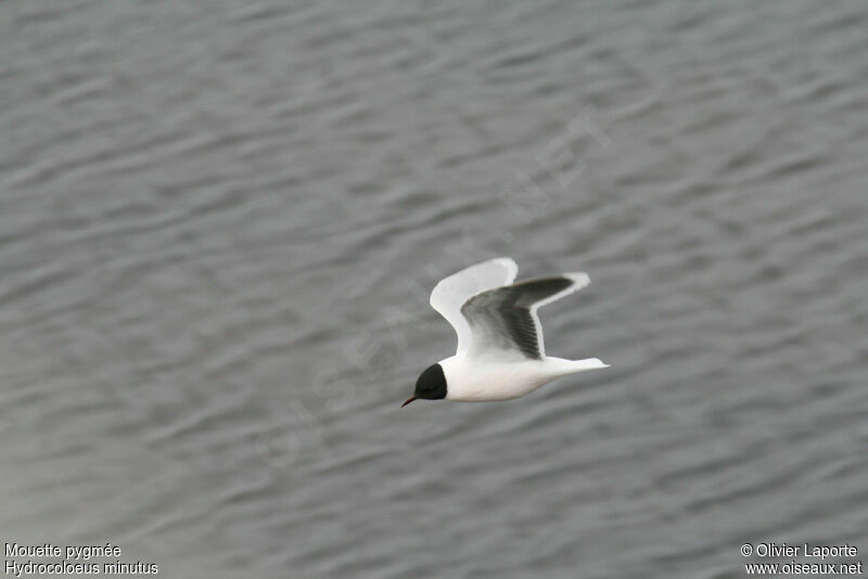 Mouette pygméeadulte, Vol