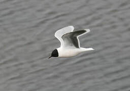 Little Gull