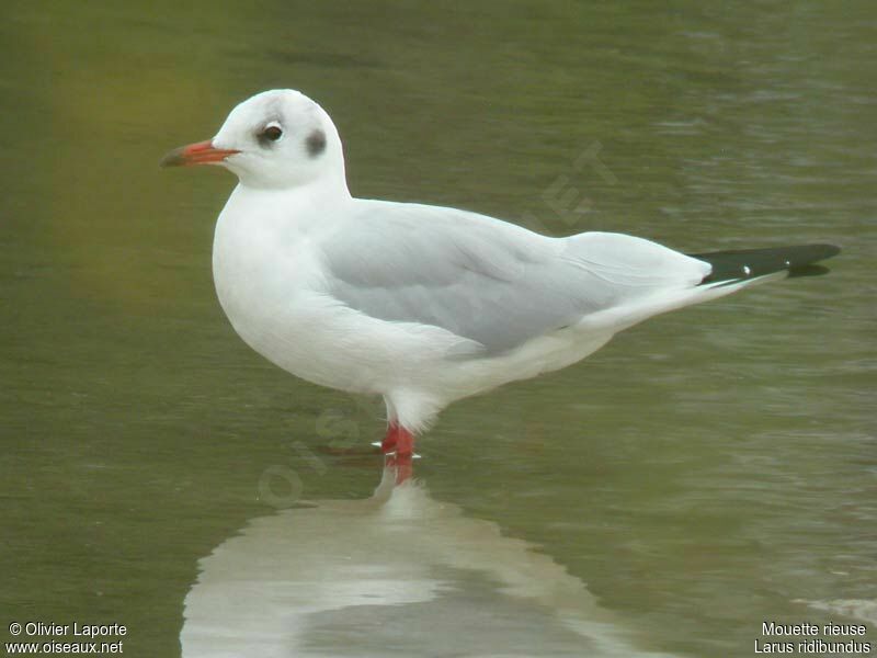 Black-headed Gulladult post breeding