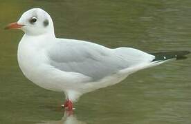 Mouette rieuse