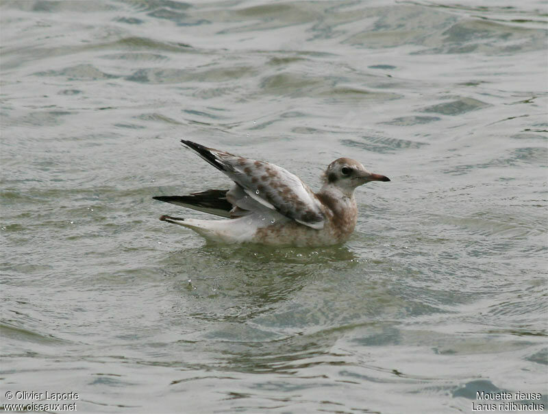 Black-headed Gulljuvenile