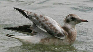 Black-headed Gull