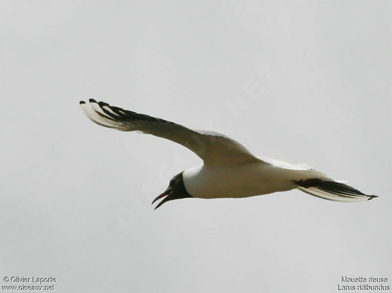 Black-headed Gulladult breeding