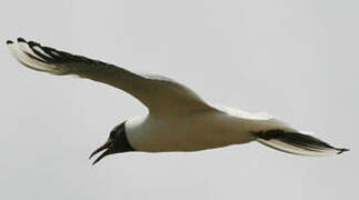 Mouette rieuse