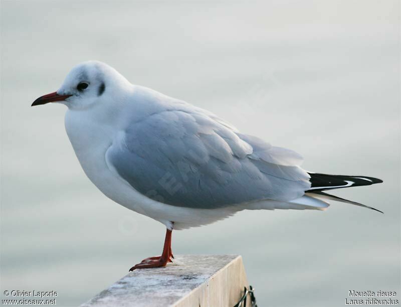 Black-headed Gulladult post breeding