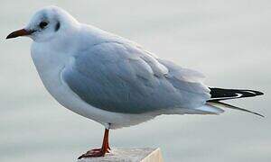 Mouette rieuse