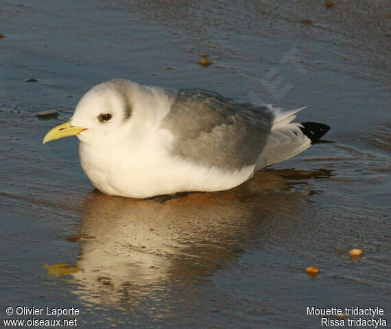 Black-legged Kittiwakeadult post breeding