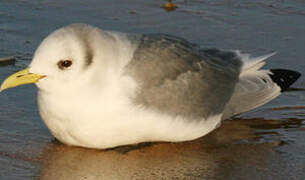 Mouette tridactyle