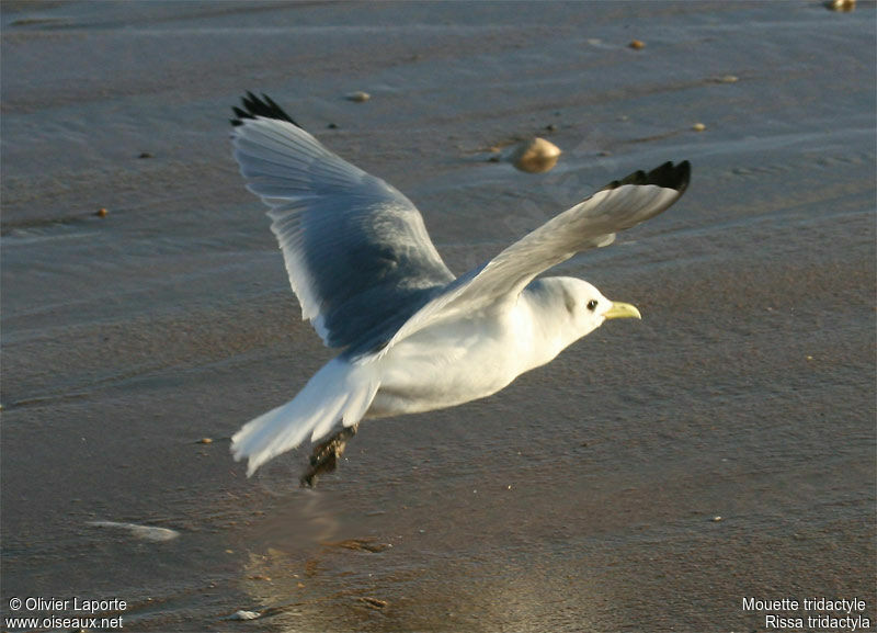 Mouette tridactyleadulte internuptial