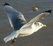 Black-legged Kittiwake