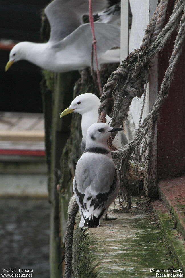 Mouette tridactylejuvénile