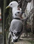 Black-legged Kittiwake