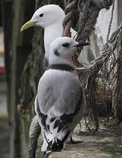 Mouette tridactyle