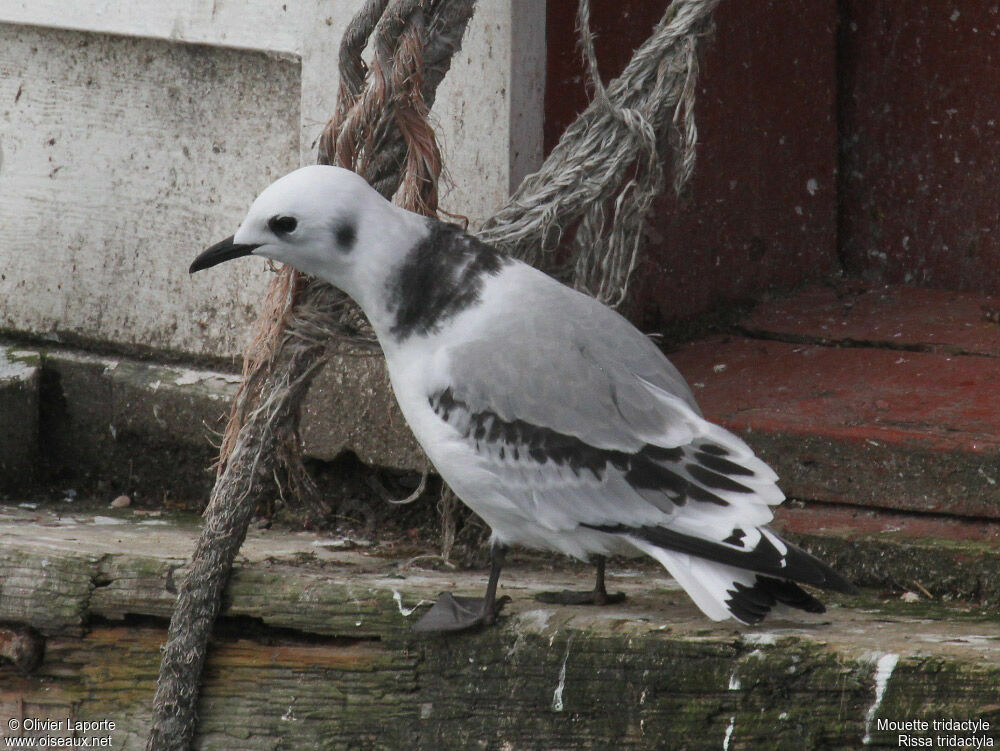 Mouette tridactylejuvénile, identification