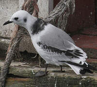 Black-legged Kittiwake