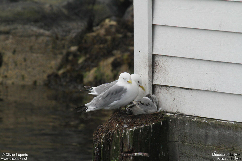 Mouette tridactyle 