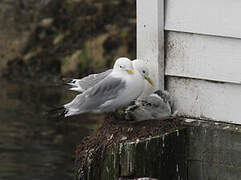 Black-legged Kittiwake