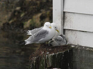 Mouette tridactyle