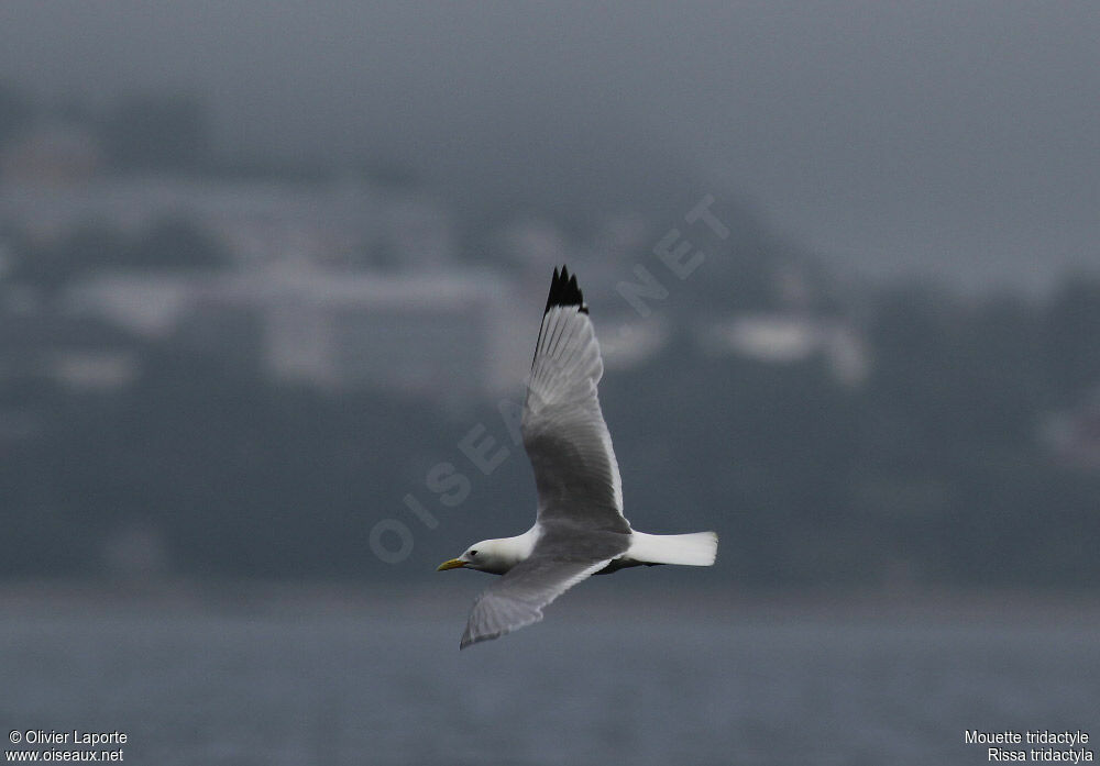 Black-legged Kittiwakeadult