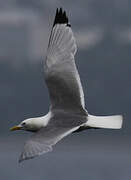 Black-legged Kittiwake