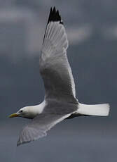 Mouette tridactyle