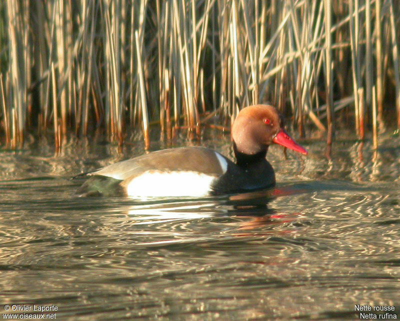 Nette rousse mâle adulte internuptial