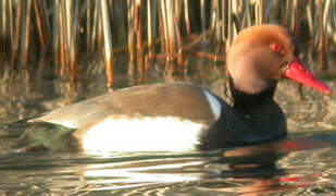 Red-crested Pochard