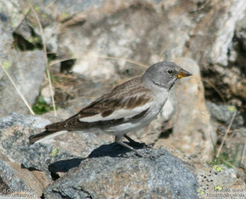 White-winged Snowfinchadult