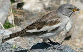 White-winged Snowfinch