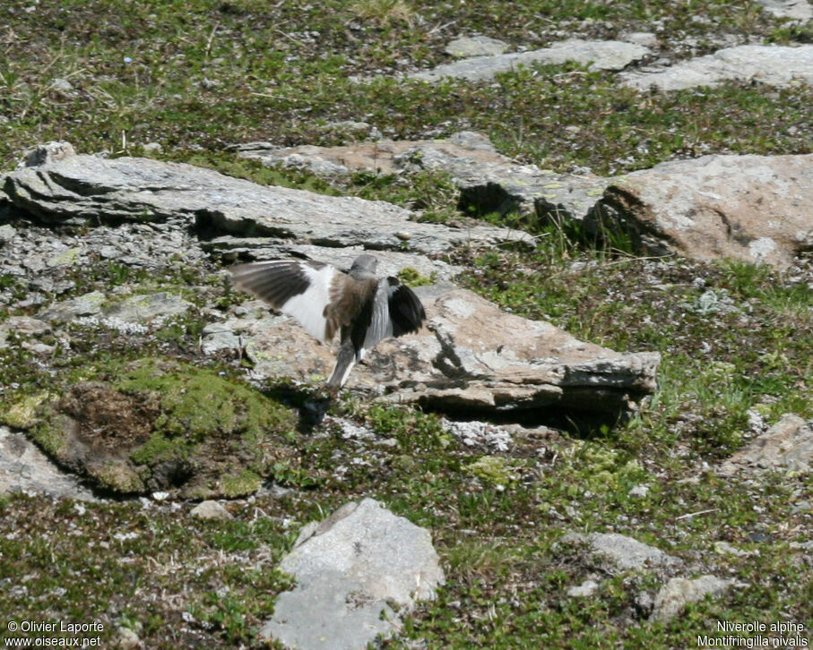 White-winged Snowfinch