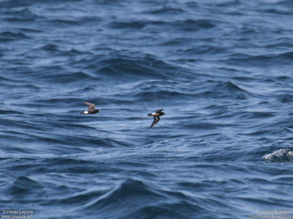 European Storm Petrel