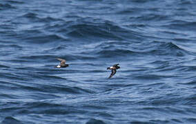 European Storm Petrel