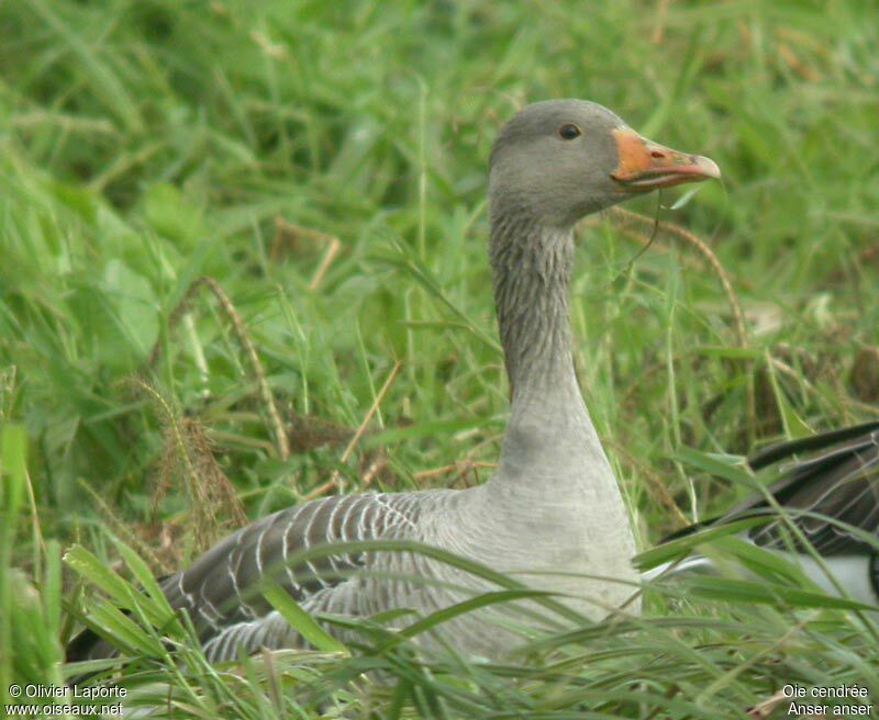 Greylag Gooseadult post breeding