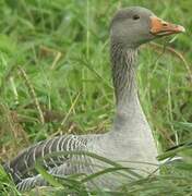 Greylag Goose