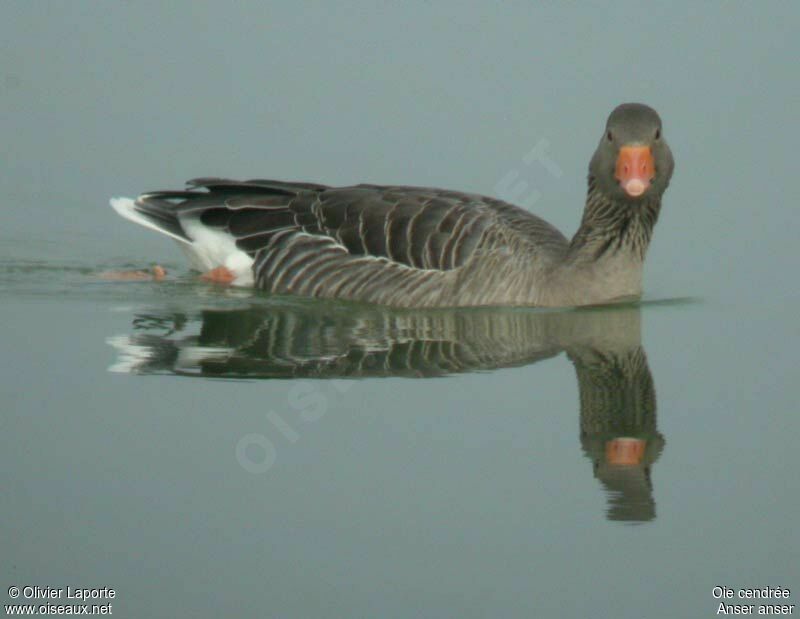 Greylag Gooseadult post breeding