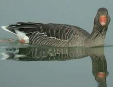 Greylag Goose