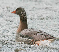 Greylag Goose