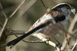 Long-tailed Tit