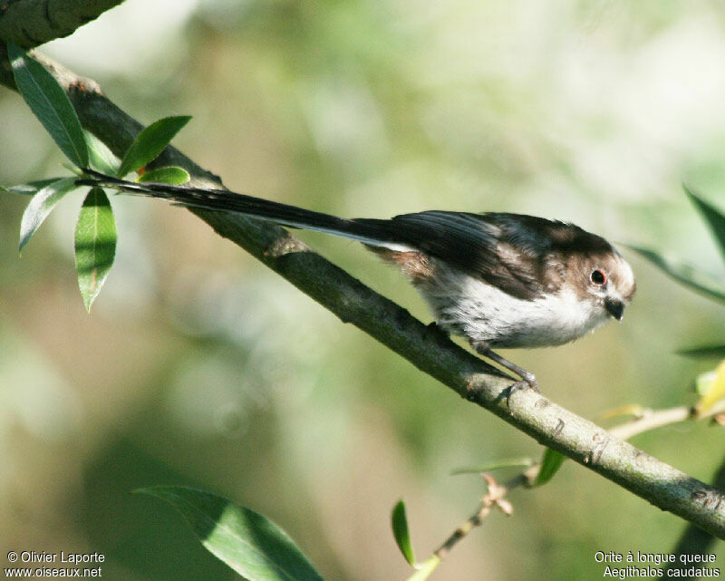 Long-tailed Titjuvenile